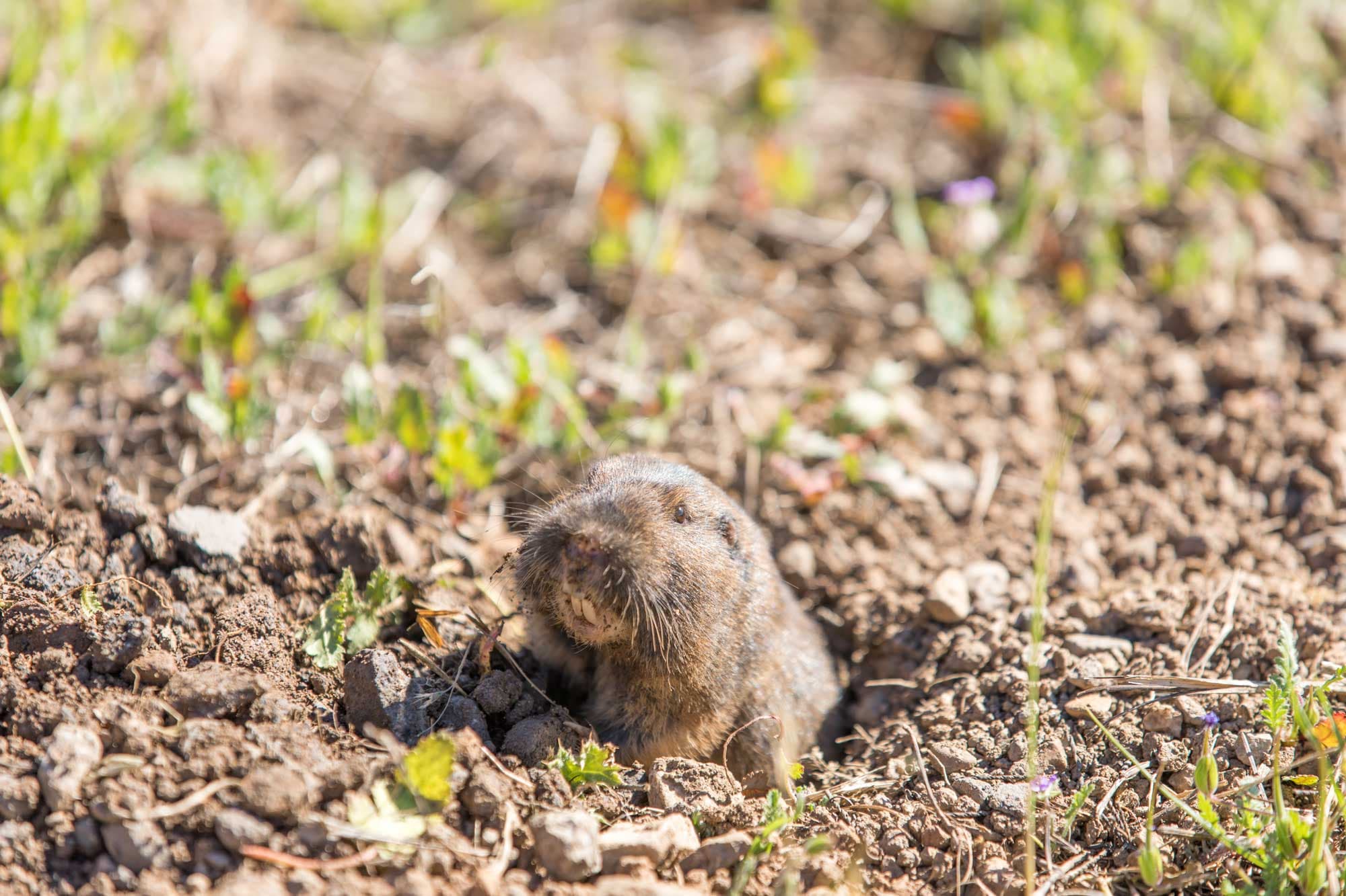 Image of a gopher