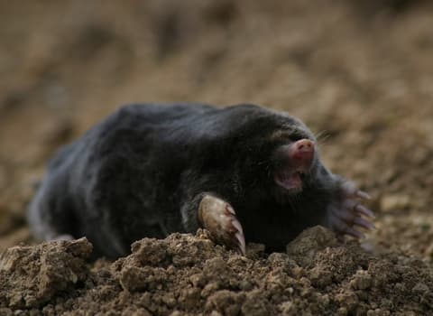 Image of Mole