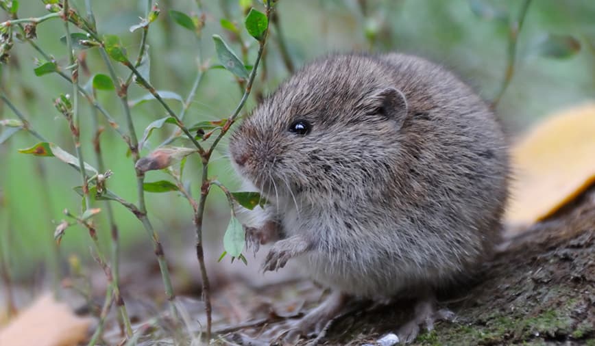 Image of a vole